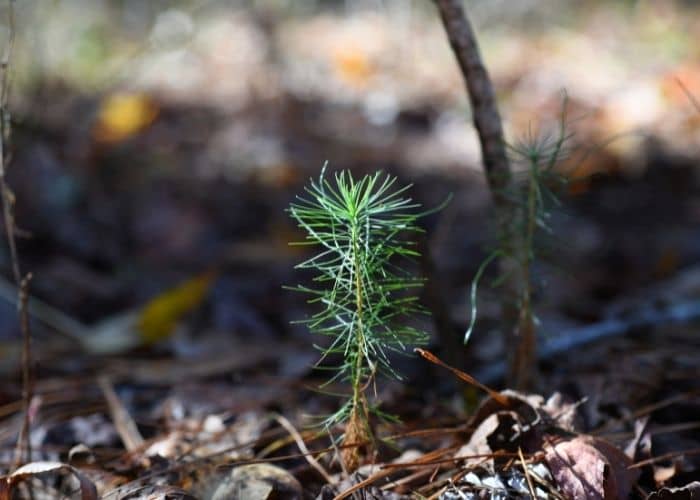  Should you add compost when planting trees