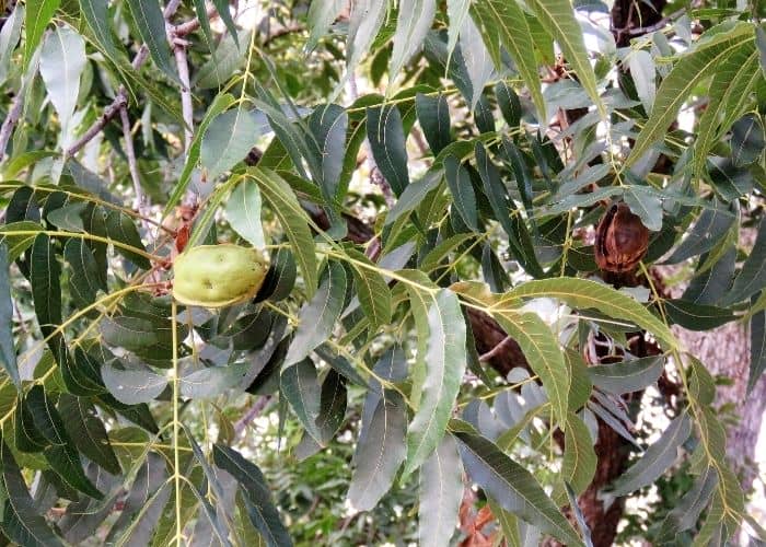  What do you put around pecan trees to make them produce