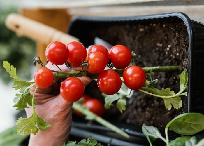  What fertilizer is best for tomatoes