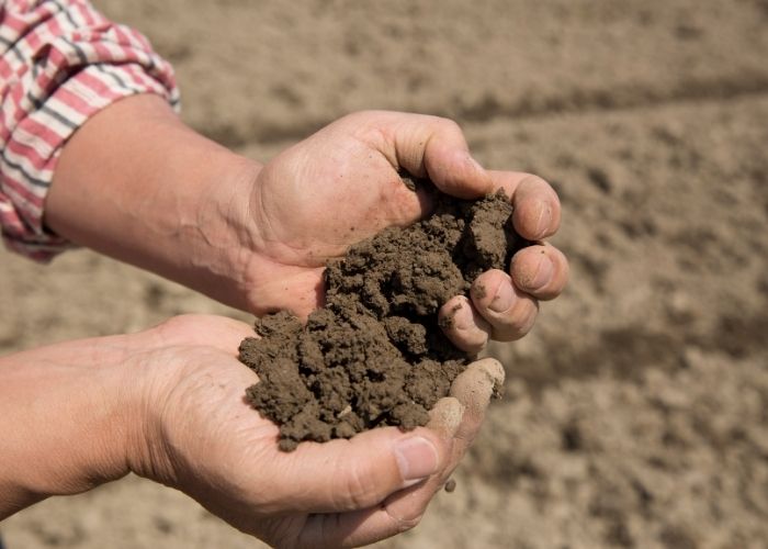  What is biochar soil