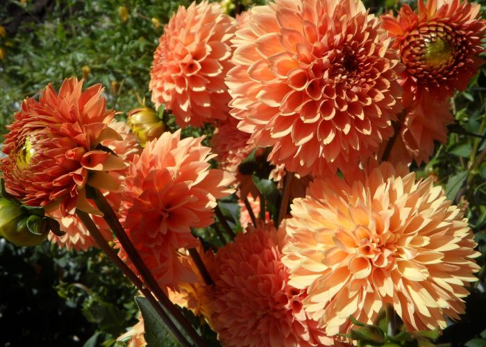  What to feed dahlias in pots