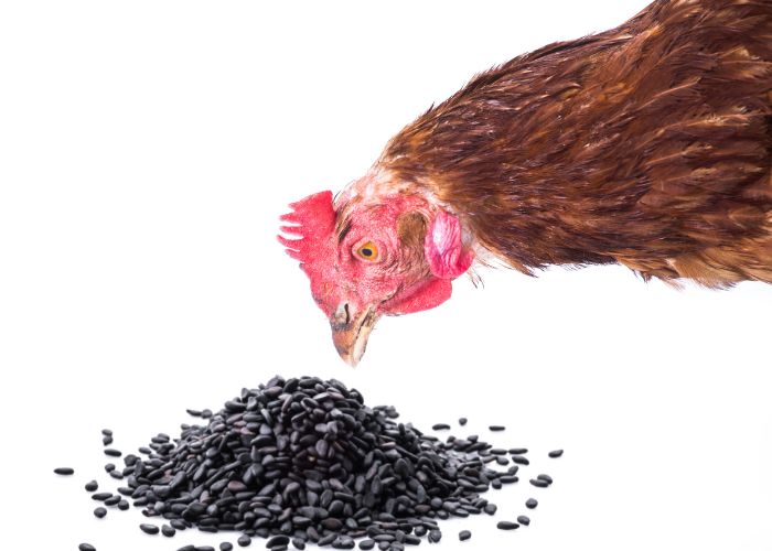  can chickens eat black oil sunflower seeds