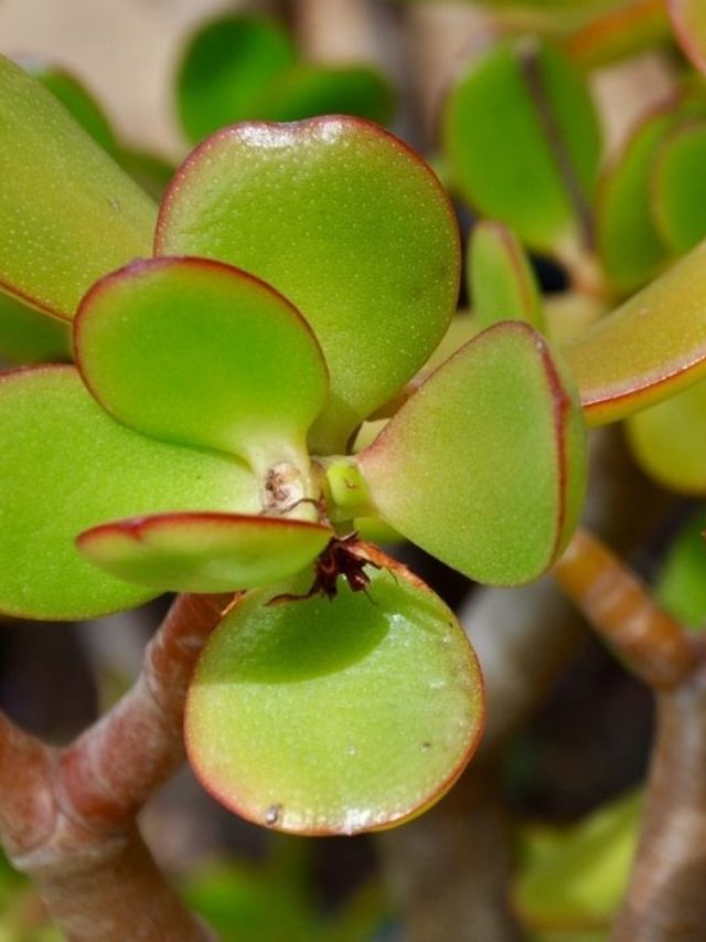 Best Soil Mix For thriving Jade Plants