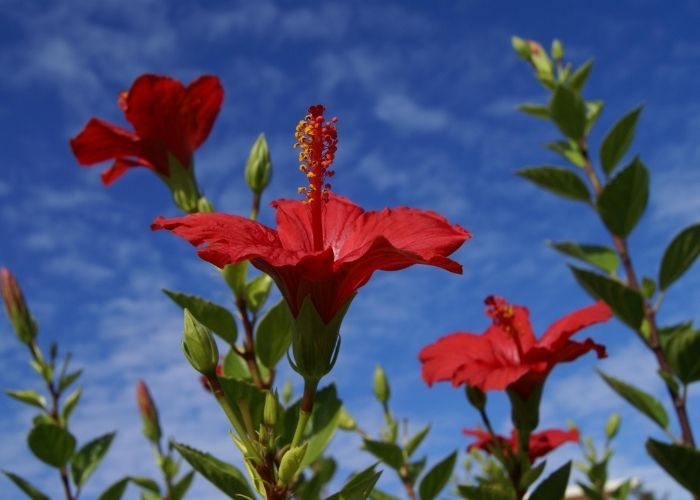  what is the best potting soil for hibiscus