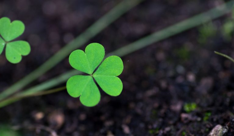 best-clover-for-poor-soil-a-guide-to-naturally-enhancing-soil-quality