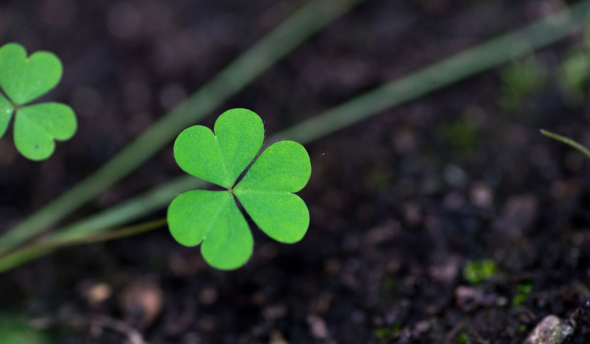 Best Clover For Poor Soil - A Guide To Naturally Enhancing Soil Quality