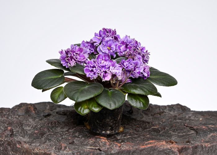 Can I make my own African violet soil