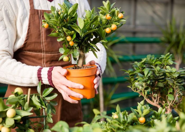  Can you grow citrus trees in pots