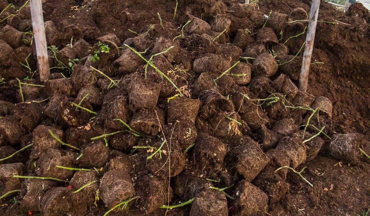 Does Peat Moss Make The Soil Acidic - A Comprehensive Guide Of The Ins And Outs Of Organic Amendments