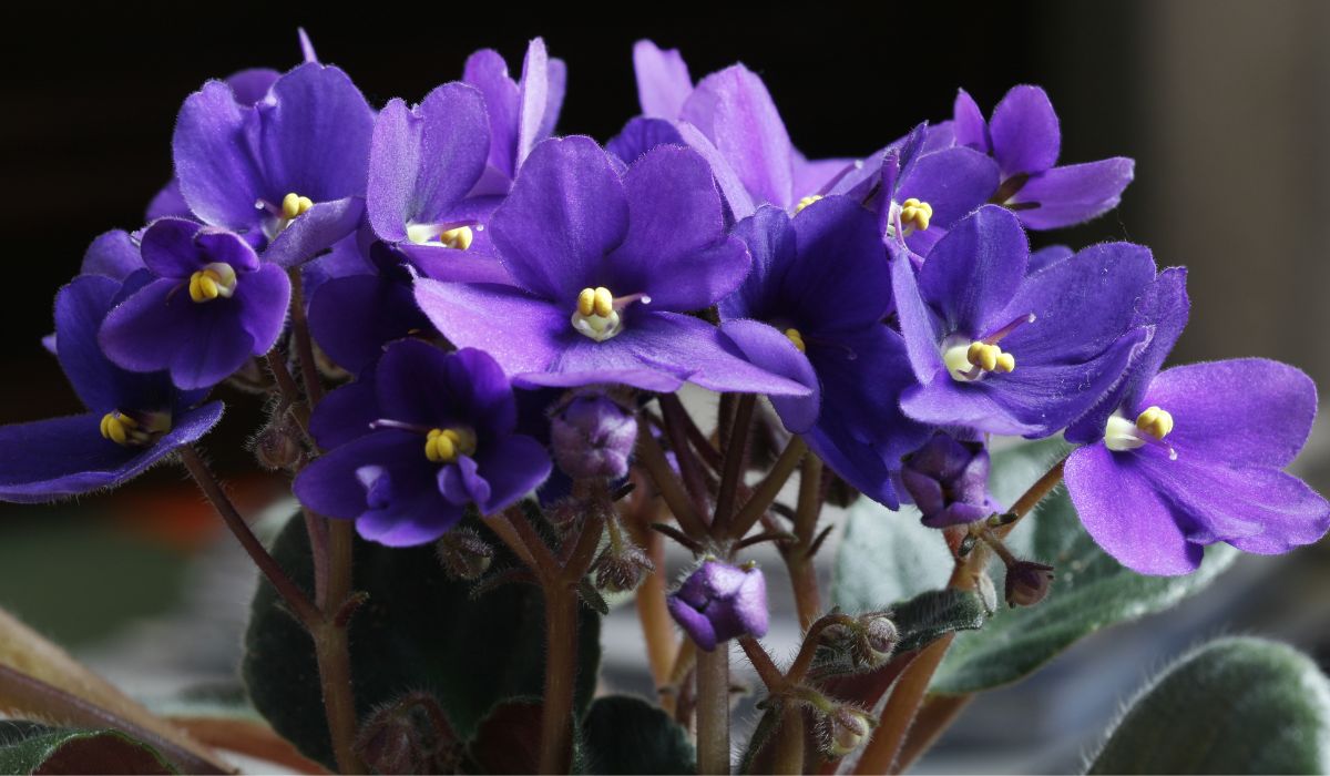 How To Make African Violet Soil Mix - A Comprehensive Guide To Beautiful Blooms