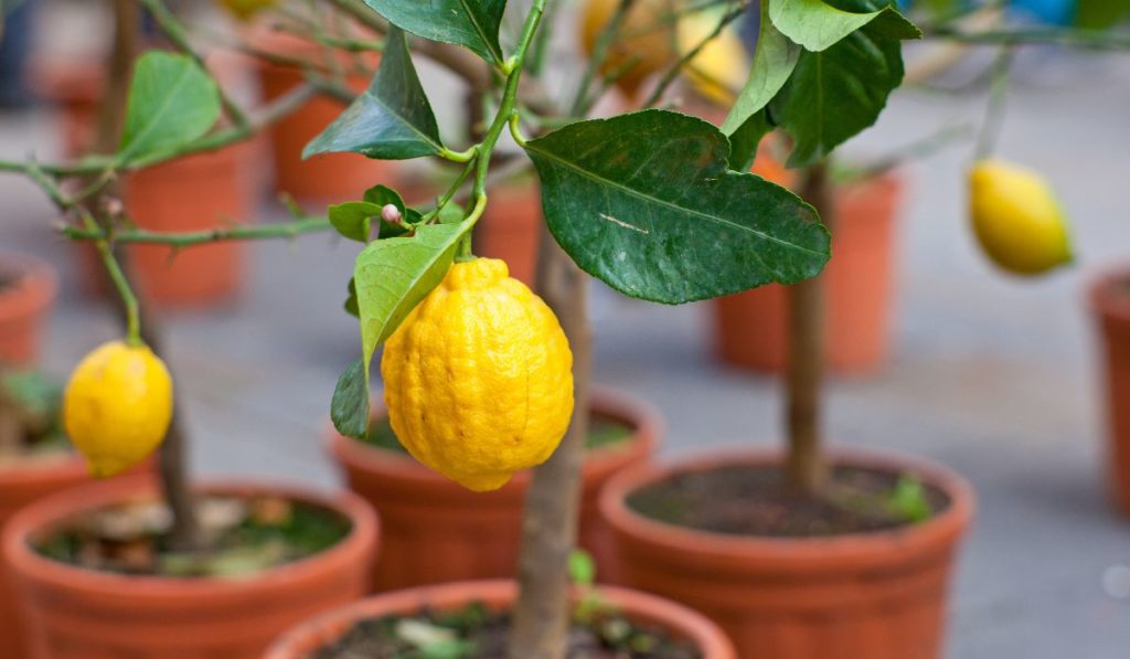 how-to-make-potting-soil-for-citrus-trees-a-growers-guide-to