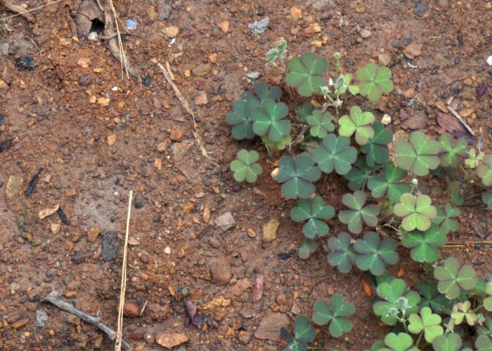  Is clover used to make soil better