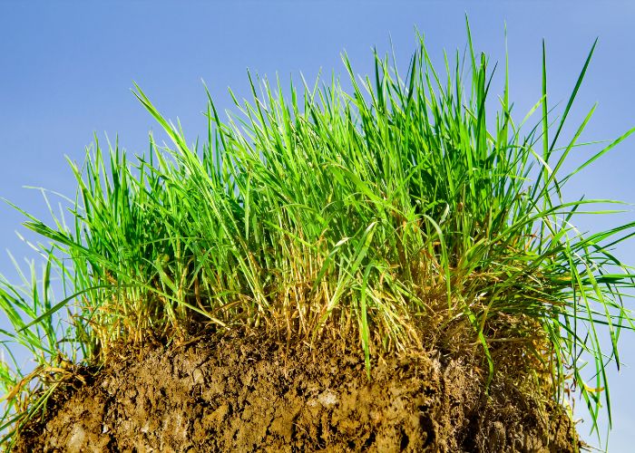  Is tall fescue good for Michigan