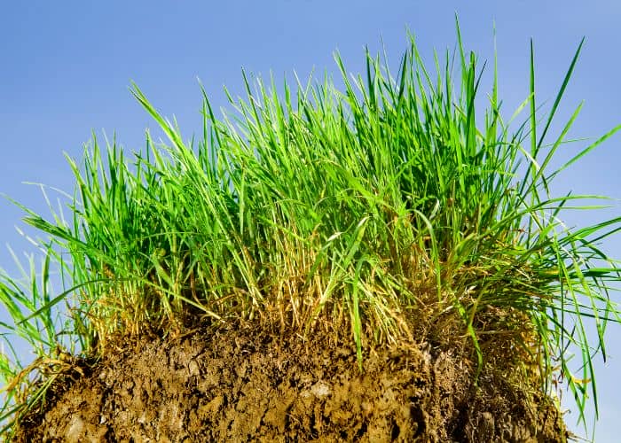 Best Grass Seed For Michigan Sandy Soil - A Guided To Thriving Lawns