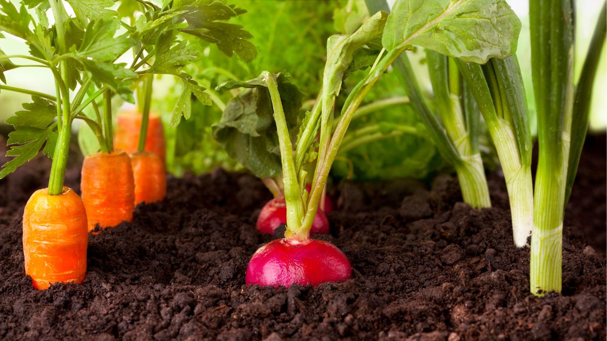 Best Potting Soil For A Vegetable Garden