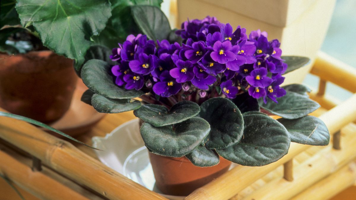 Best Potting Soil For African Violets