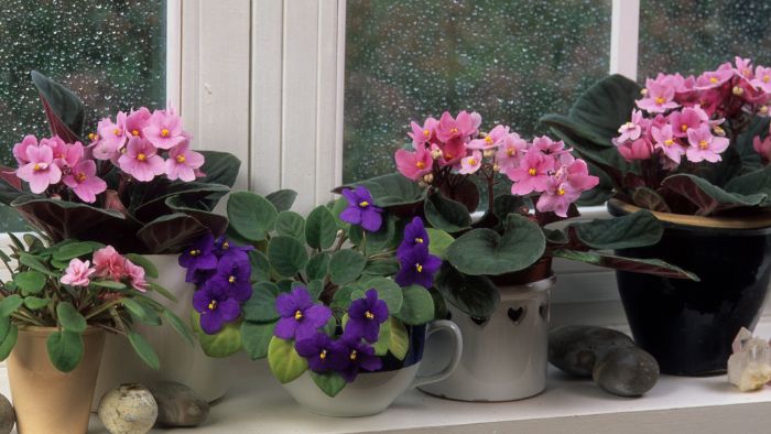  Can I use Miracle Grow potting mix for African violets?