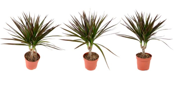  Can I use cactus soil for Dracena?