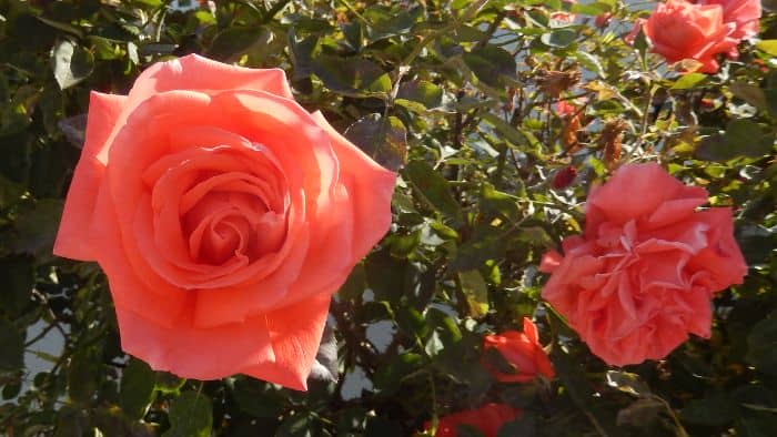  Can I use regular potting soil for roses?