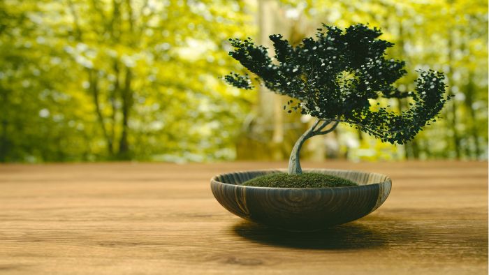  Can you use all-purpose soil for bonsai? Can you use all-purpose soil for bonsai?
