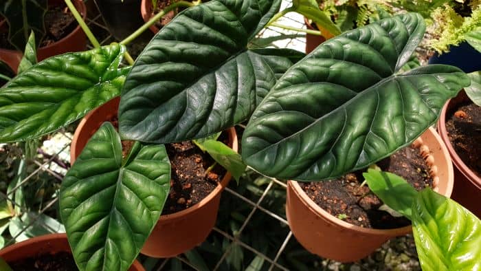  Do alocasia like coco peat?