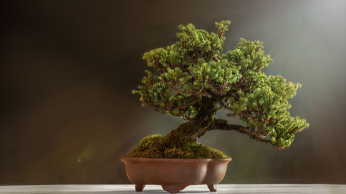  Do bonsai trees need special dirt?
