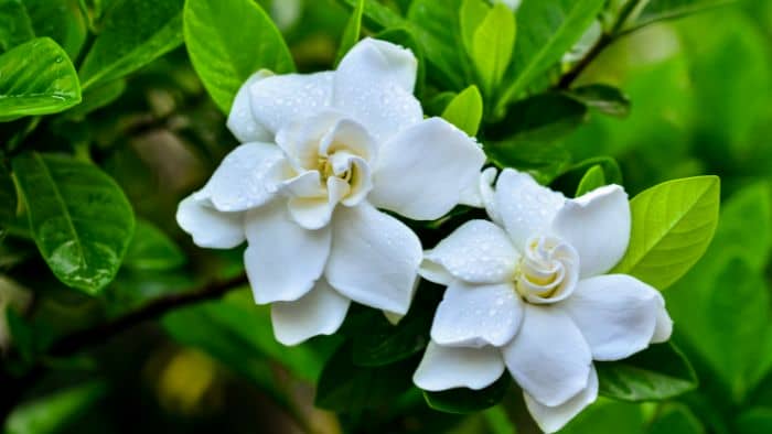  Do gardenias need soil acidifier?