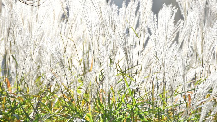  Do ornamental grasses do well in wet soil?