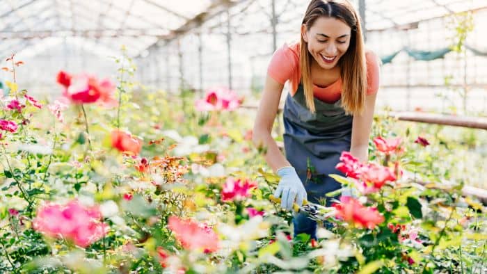  Do roses like acidic or alkaline soil?