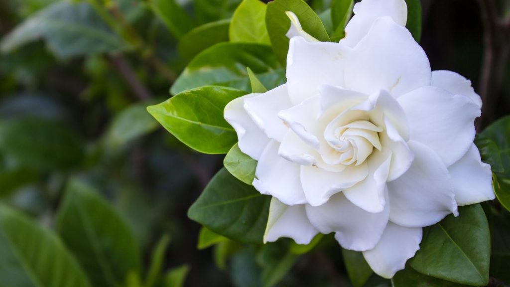 how-to-make-soil-acidic-for-gardenias-a-gardeners-guide-to-eye