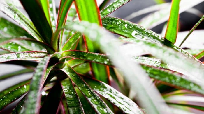  How do you repot a Dracaena Massangeana?