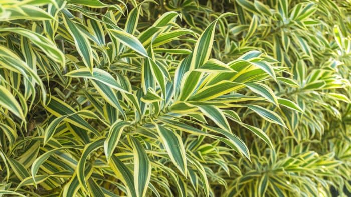  Is Miracle-Gro potting mix good for dracaena?