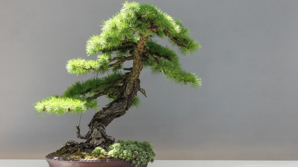 What Soil Is Best For Bonsai Trees – A Comprehensive Guide To Grow ...