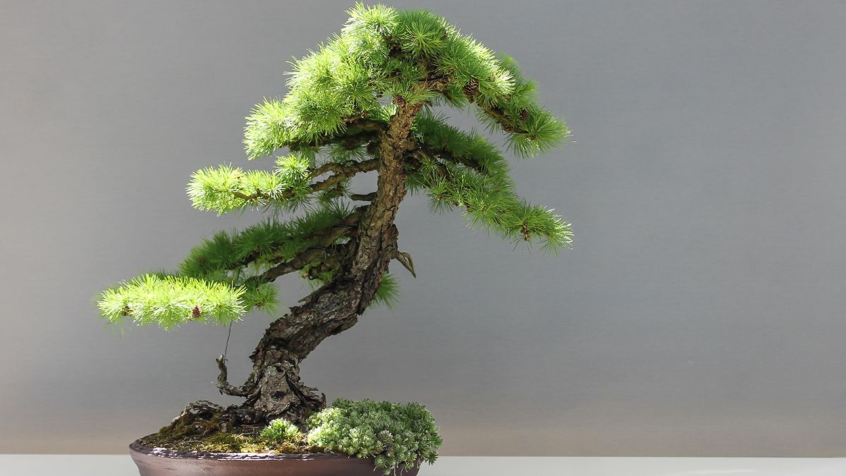 What Soil Is Best For Bonsai Trees