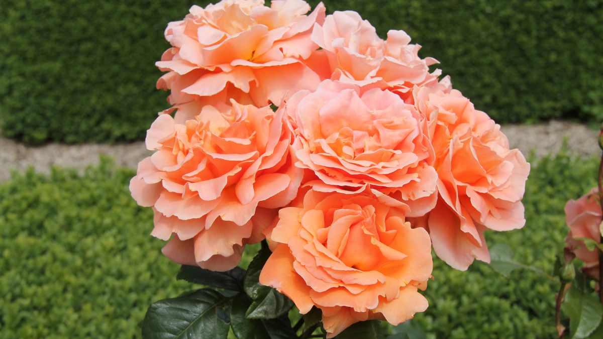 What Type Of Soil Is Best For Roses