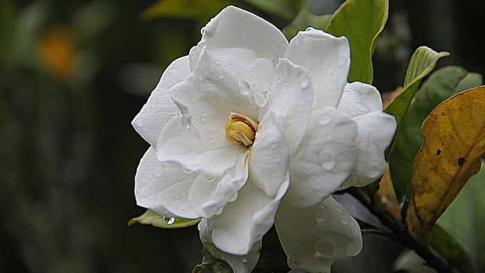  What is a good acidic fertilizer for gardenias?