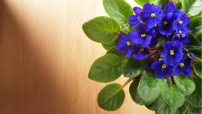  What is special about the African violet potting mix?