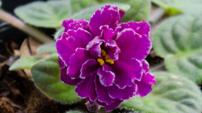  What is the difference between African violet potting soil and regular potting soil?