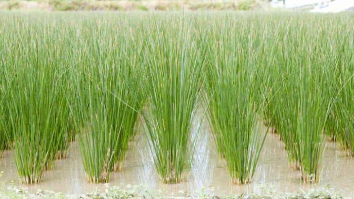  What is the easiest ornamental grass to grow?