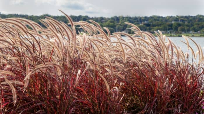  What is the most beautiful ornamental grass?