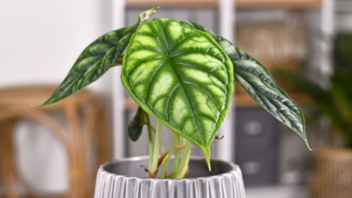  What should I plant my alocasia in?