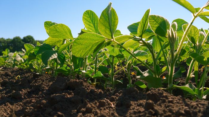  What soil pH is best for soybeans?