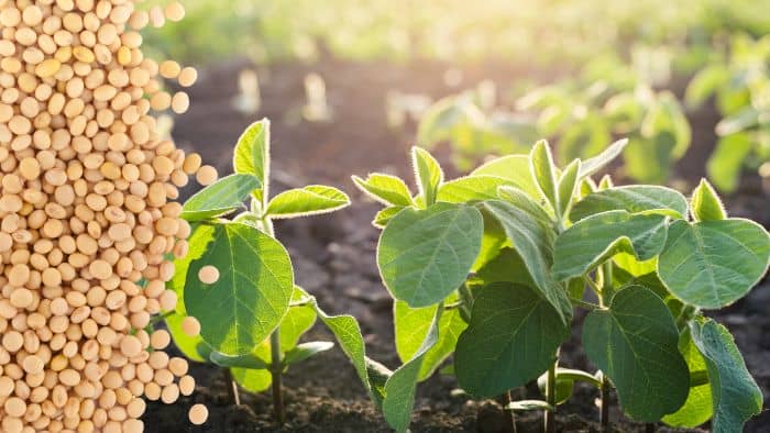  Will soybeans grow in acidic soil?