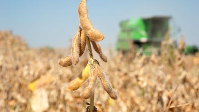  Will soybeans grow in rocky soil?