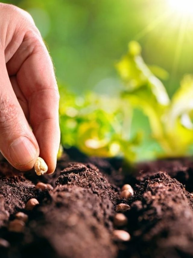 deer-radish-food-plot-seed-biologic