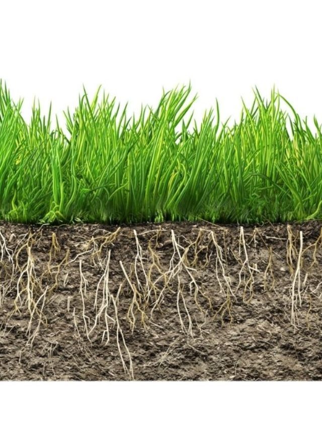 Best Grass For Rocky Soil – A Comprehensive Guide On Turf Wars