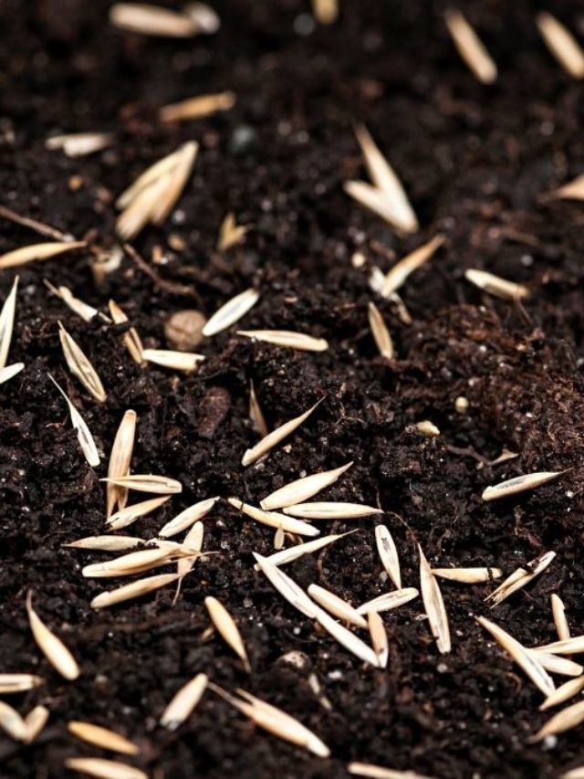 Best Grass Seed For Clay Soil In Michigan - A Guide To Beautiful Lawns