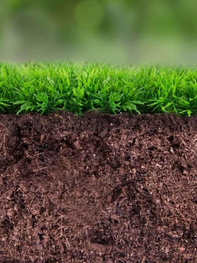 Best Type Of Grass For Sandy Soil - A Comprehensive Guide To Lush Lawn Care