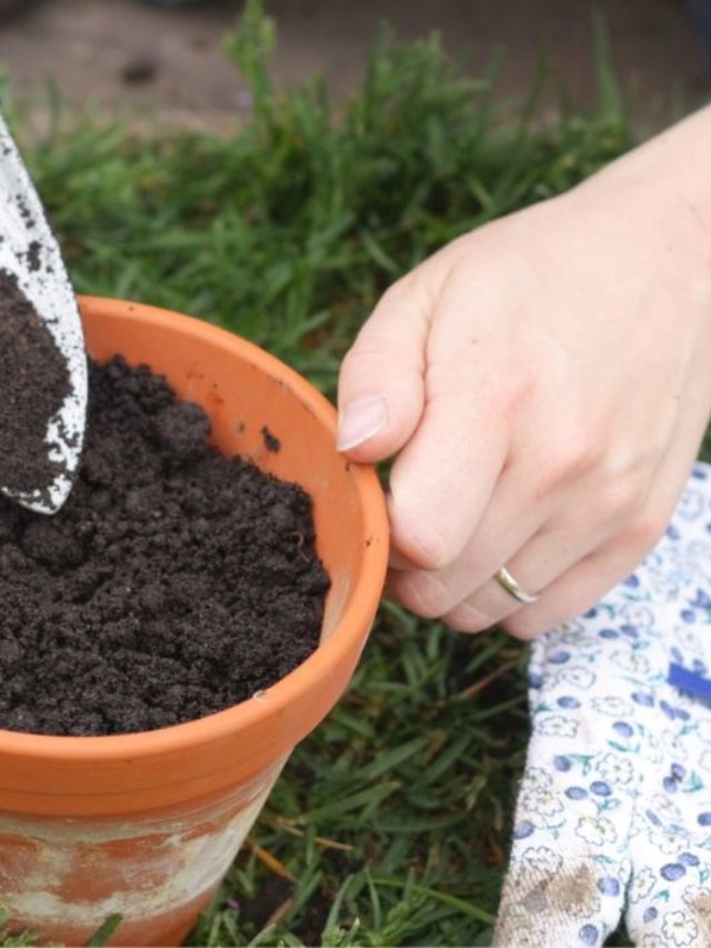 Best Potting Soil For Dahlias – A Growers Guide To Beautiful Blooms