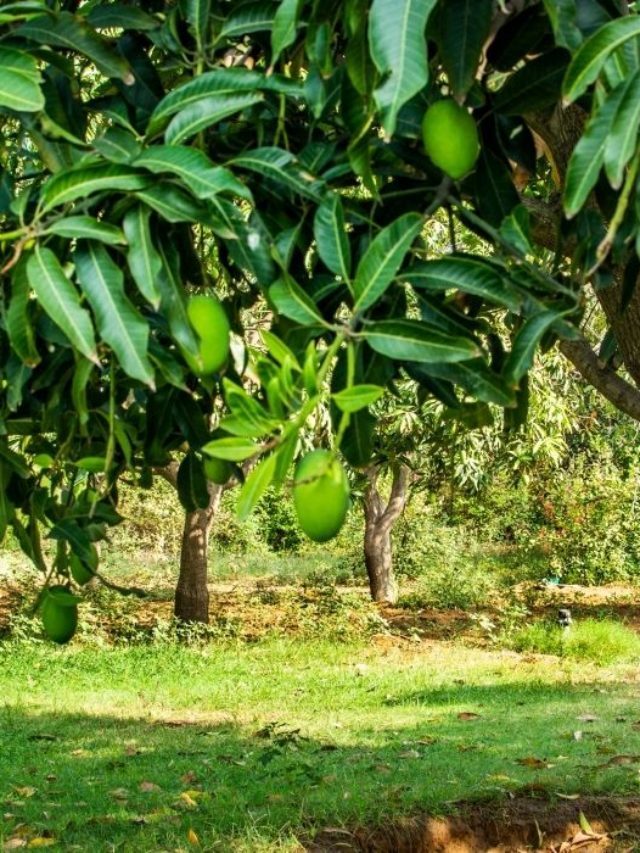 Best Potting Soil For Mango Tree – A Tropical Guide To Fruitful Trees